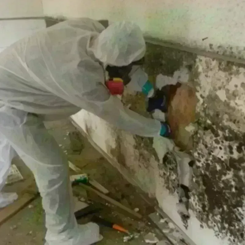 Mold Remediation and Removal in Grand Saline, TX